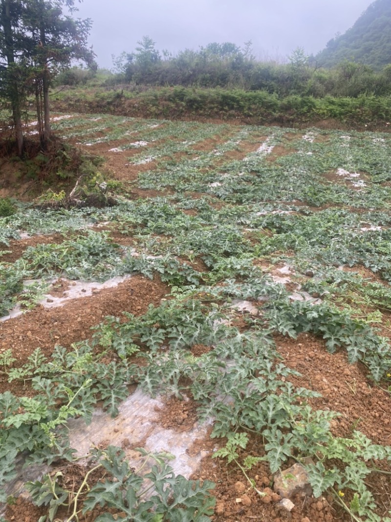 本地荒地西瓜懒汉瓜🍉