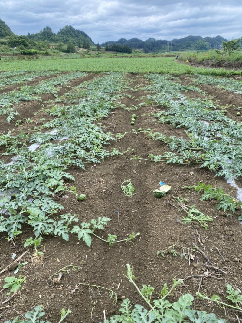 本地荒地西瓜懒汉瓜🍉