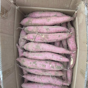 板栗红薯大量上市要的赶紧联系