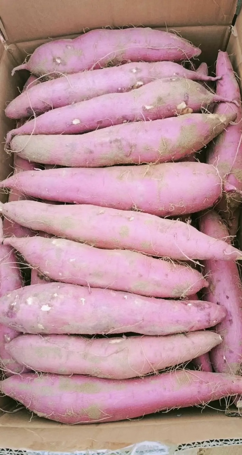 板栗红薯大量上市要的赶紧联系