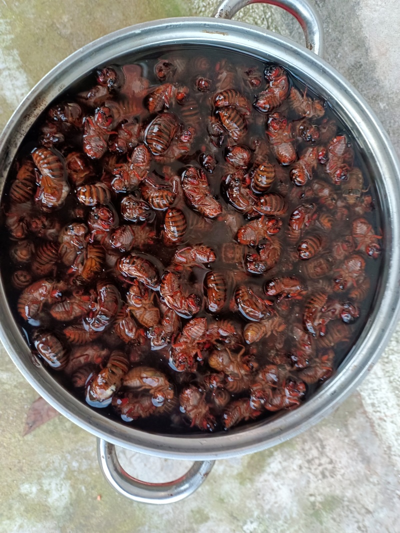 重庆长寿鲜‘货金蝉蛹