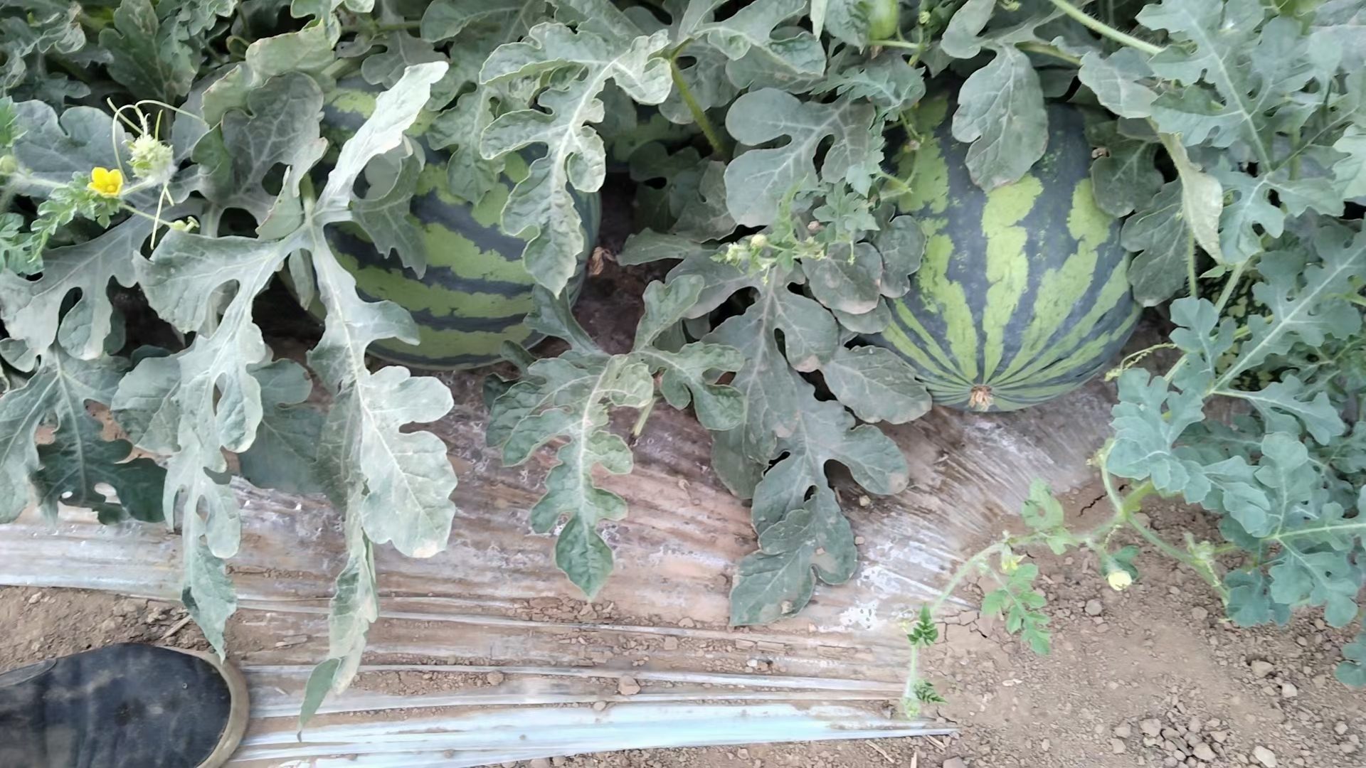 麒麟西瓜切面对比图