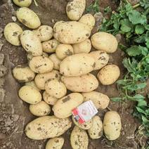 辽宁省凌海土豆，沃土5，实验一，荷兰各品种大量土豆上市