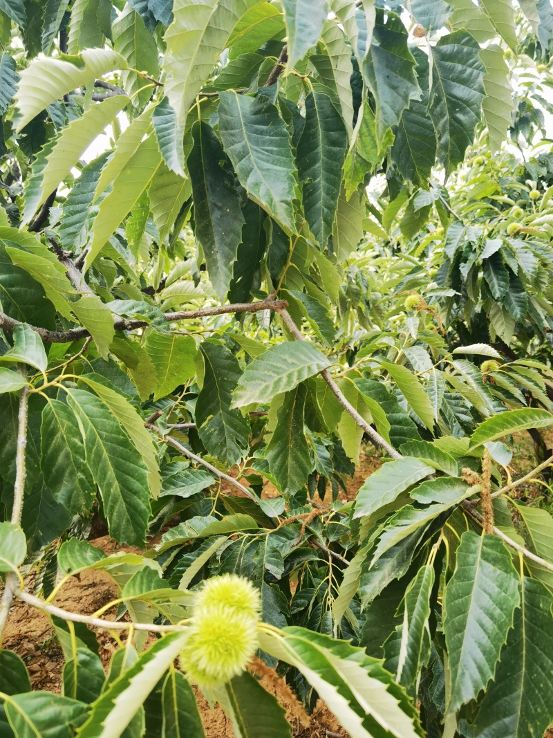 遵化市栗之宝板栗，燕山山脉长城脚下的正宗板栗