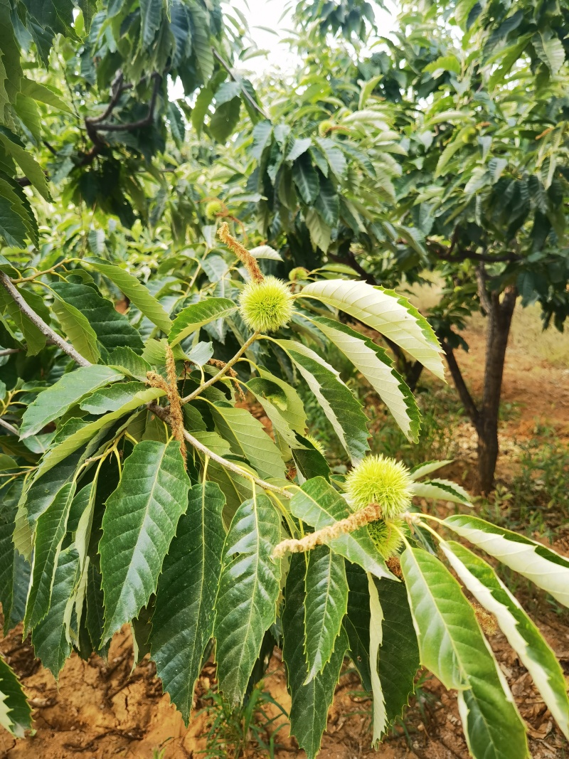 遵化市栗之宝板栗，燕山山脉长城脚下的正宗板栗