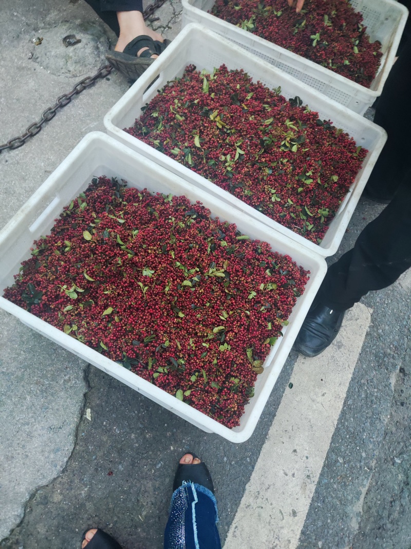 鲜花椒