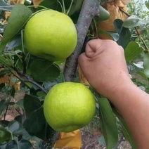 翠冠梨翠冠梨细嫩又化渣，甜到巴嘴巴，欢迎来电选购