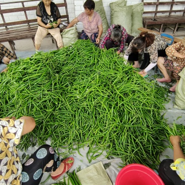 3号鲜椒，线椒，二荆条，小米椒