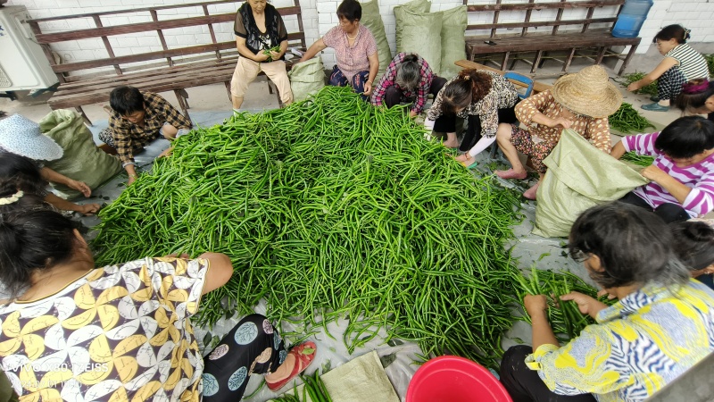 3号鲜椒，线椒，二荆条，小米椒