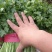 香菜