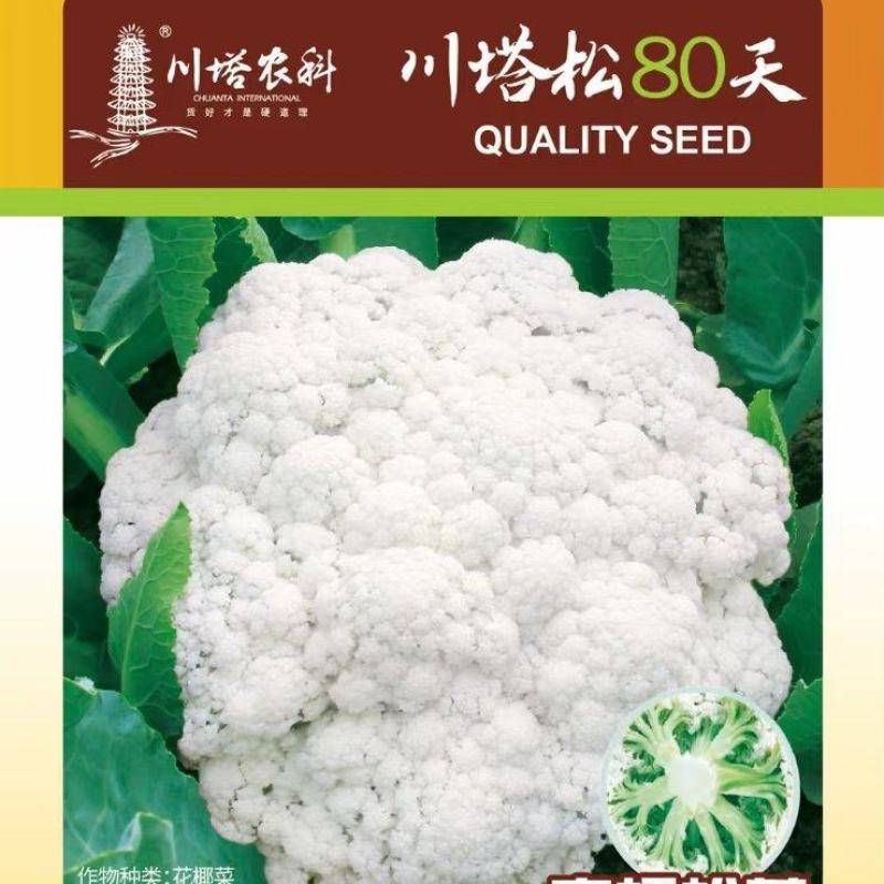 花菜种子川塔松80天中熟青梗小米松花花球雪白品质好