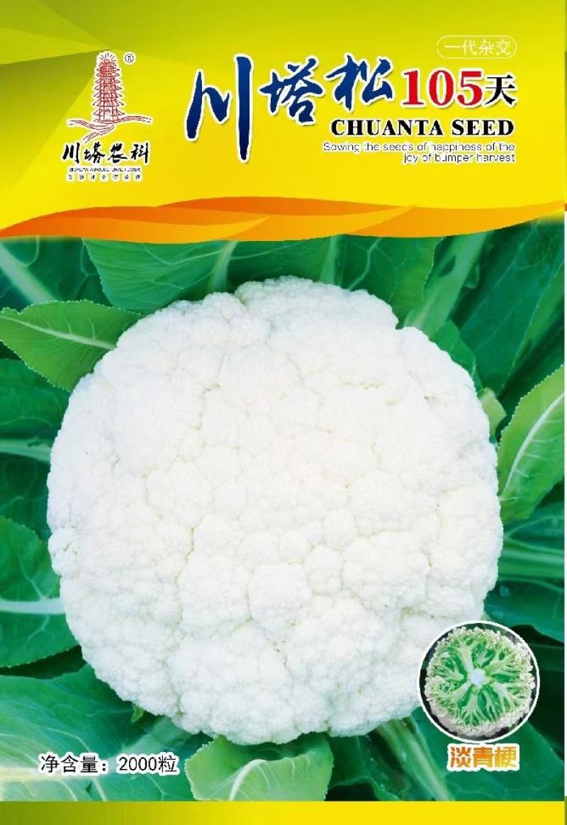 花菜种子川塔松80天中熟青梗小米松花花球雪白品质好