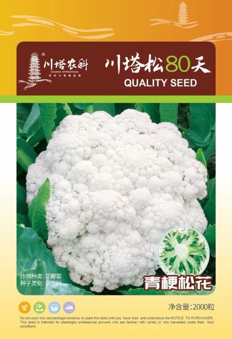 花菜种子川塔松80天中熟青梗小米松花花球雪白品质好