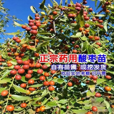 正宗药用酸枣苗，杯苗10万株，地栽苗10000000棵。