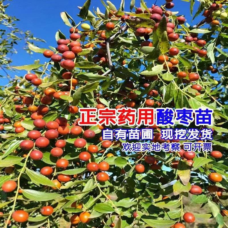 正宗药用酸枣苗，杯苗10万株，地栽苗10000000棵。