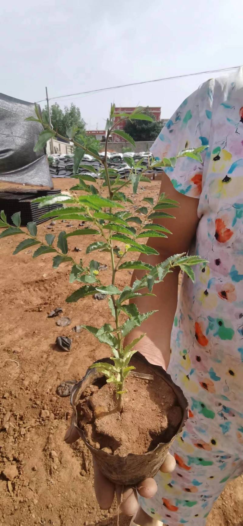 正宗药用酸枣苗，杯苗10万株，地栽苗10000000棵。