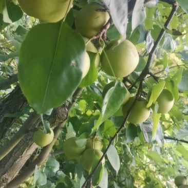 日光白入口即化，香甜可口。老幼皆宜食用