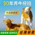 西门塔尔牛改良牛犊活牛散养肉牛犊活牛小牛犊牛仔货到付款