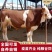 西门塔尔牛改良牛犊活牛散养肉牛犊活牛小牛犊牛仔货到付款