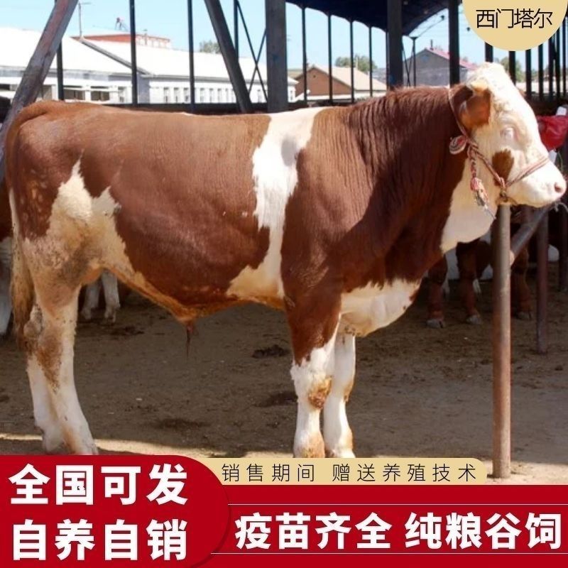 西门塔尔牛改良牛犊活牛散养肉牛犊活牛小牛犊牛仔货到付款