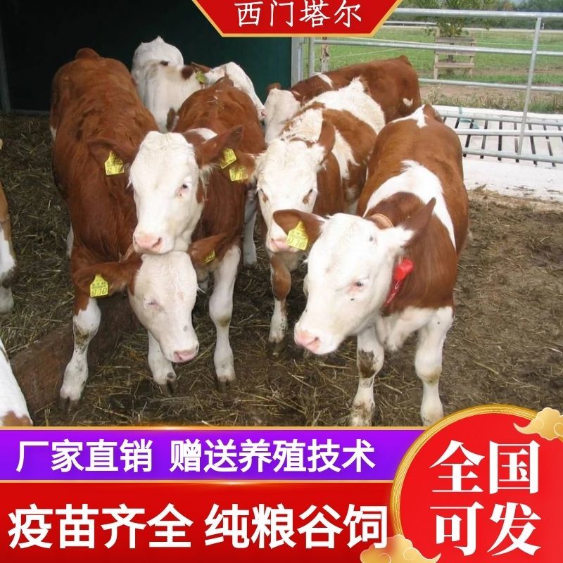 西门塔尔牛改良牛犊活牛散养肉牛犊活牛小牛犊牛仔货到付款