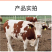 西门塔尔牛改良牛犊活牛散养肉牛犊活牛小牛犊牛仔货到付款