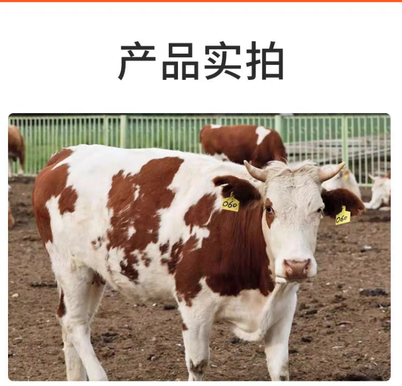 西门塔尔牛改良牛犊活牛散养肉牛犊活牛小牛犊牛仔货到付款