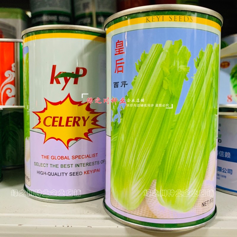 皇后芹菜种籽四季皇后西芹种子脆嫩实心芹种籽耐寒耐热
