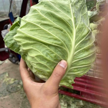 甘肃中甘莲花白
