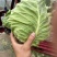 甘肃中甘莲花白