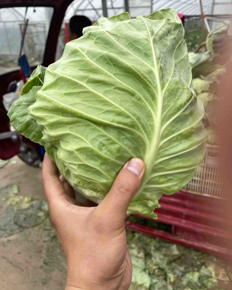 甘肃中甘莲花白