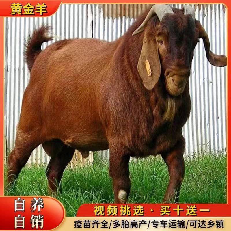 黄金羊种羊苗浑身金黄长势快繁殖强品种活羊羔