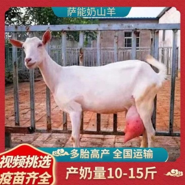 纯种萨能奶山羊活羊高产奶羊羊羔母羊小羊大小公羊怀孕羊