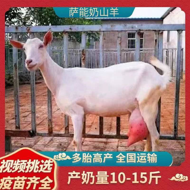 纯种萨能奶山羊活羊高产奶羊羊羔母羊小羊大小公羊怀孕羊
