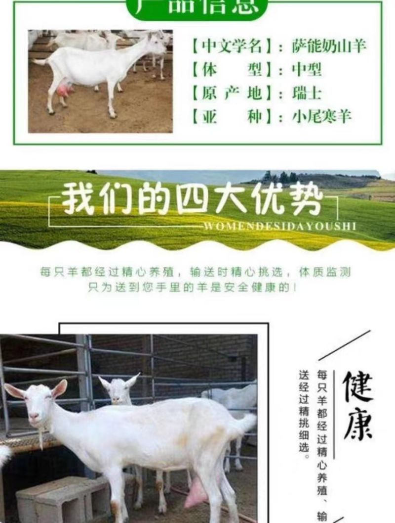 纯种萨能奶山羊活羊高产奶羊羊羔母羊小羊大小公羊怀孕羊