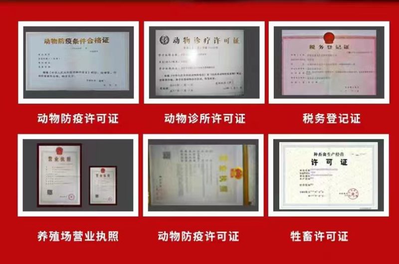 纯种萨能奶山羊活羊高产奶羊羊羔母羊小羊大小公羊怀孕羊