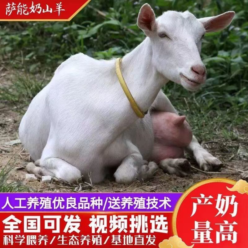 纯种萨能奶山羊活羊高产奶羊羊羔母羊小羊大小公羊怀孕羊