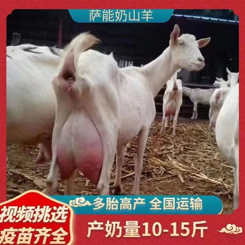 纯种萨能奶山羊活羊高产奶羊羊羔母羊小羊大小公羊怀孕羊