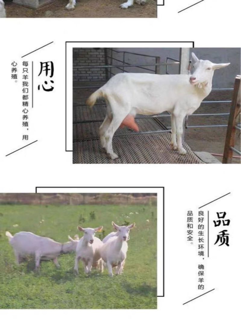 纯种萨能奶山羊活羊高产奶羊羊羔母羊小羊大小公羊怀孕羊