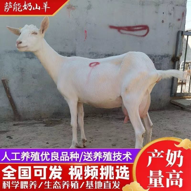 纯种萨能奶山羊活羊高产奶羊羊羔母羊小羊大小公羊怀孕羊