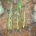 再力花水生植物基地发货一首货源可提供技术指导