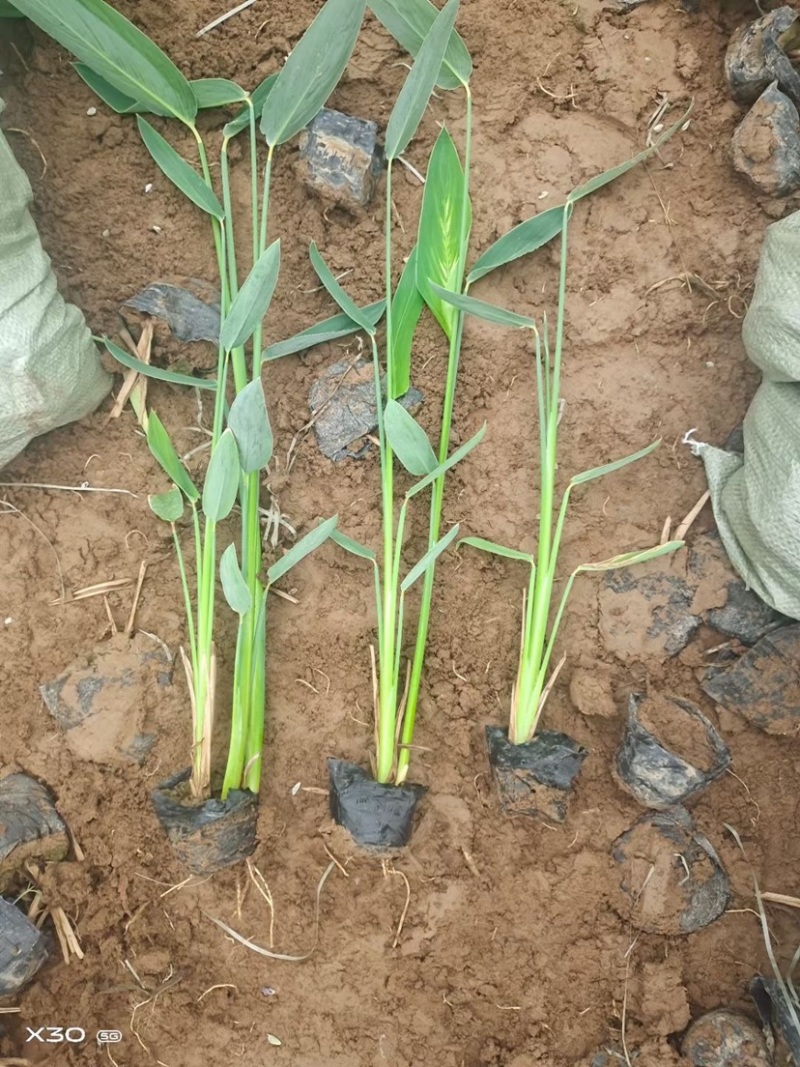 再力花水生植物基地发货一首货源可提供技术指导