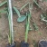 再力花水生植物基地发货一首货源可提供技术指导