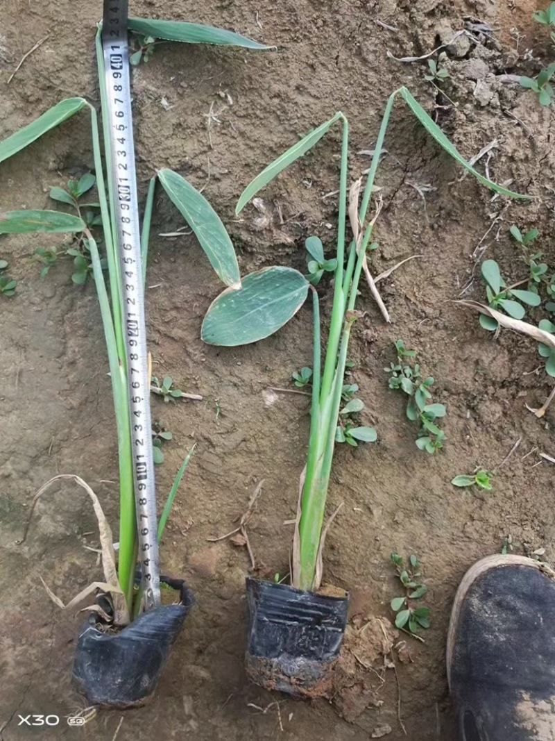 再力花水生植物基地发货一首货源可提供技术指导