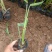 再力花水生植物基地发货一首货源可提供技术指导