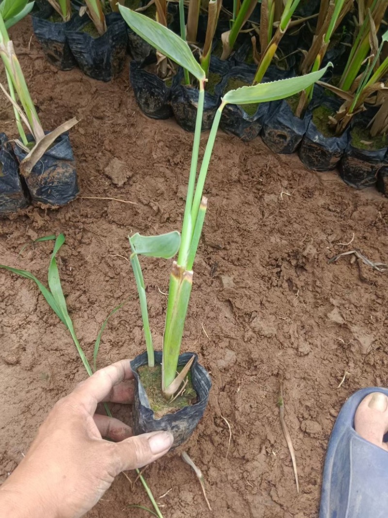 再力花水生植物基地发货一首货源可提供技术指导