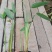 再力花水生植物基地发货一首货源可提供技术指导
