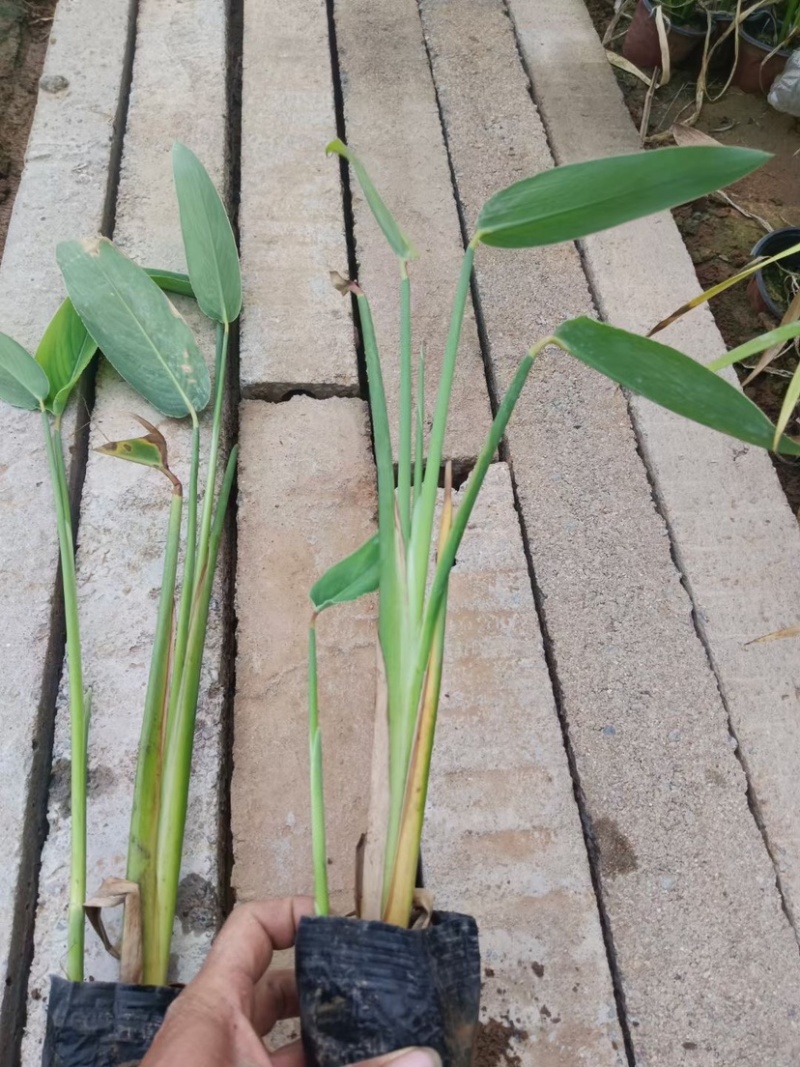 再力花水生植物基地发货一首货源可提供技术指导