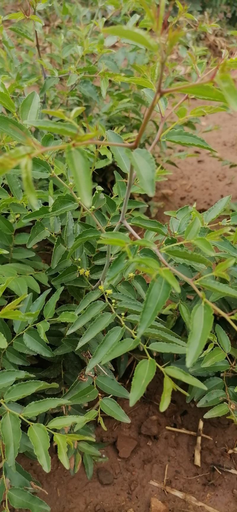 优质药用酸枣苗