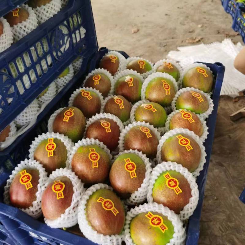 新梨七号，新果上市，质优价廉，果面鲜亮口感好